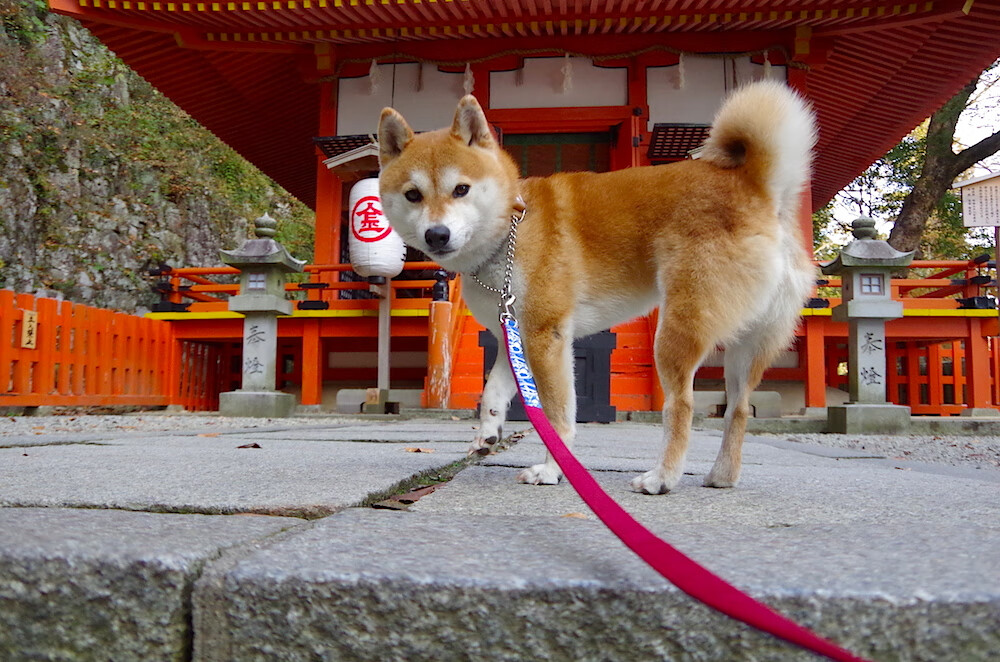 “高新体育中心：羽毛球赛场成全球选手竞技之地”
