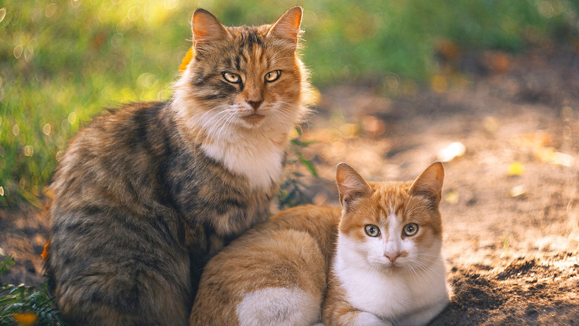 Leyu Sports (乐鱼体育)-埃及乒乓队的未来：从本土强队到全球霸主，埃及男子乒乓球队