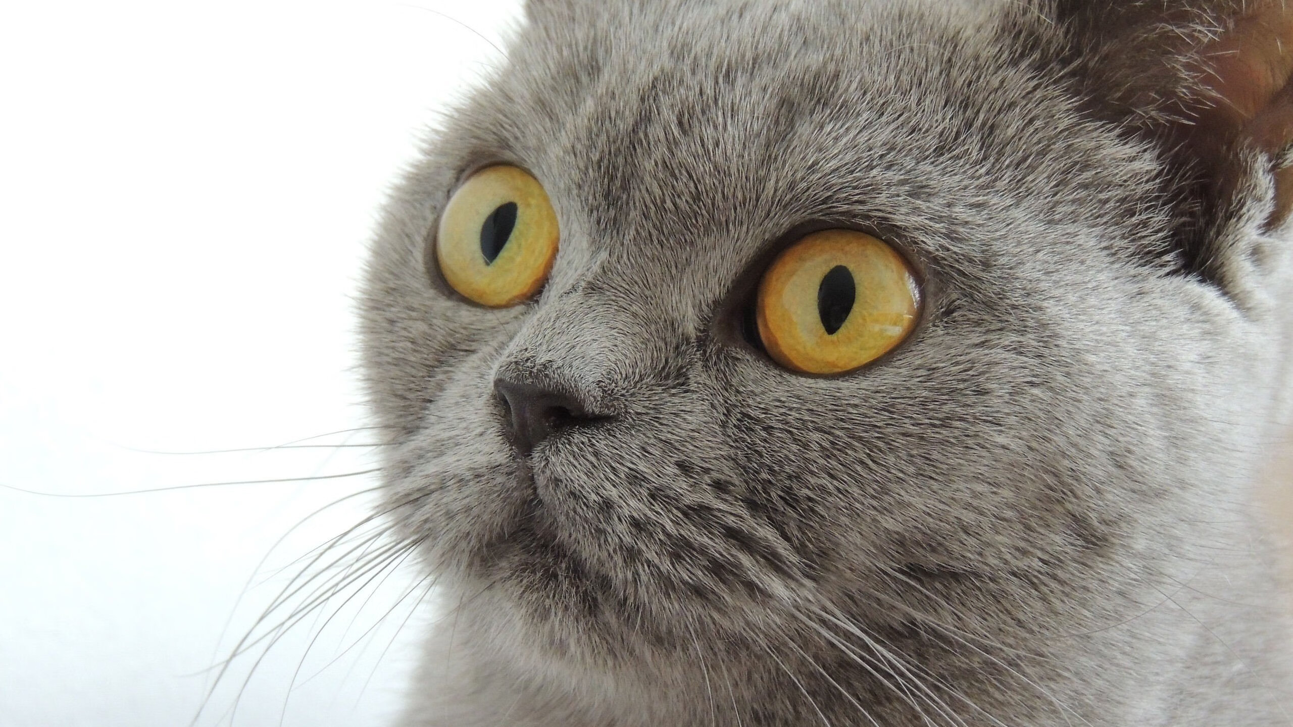 德国女队混合泳决赛排名第六,德国女单选手