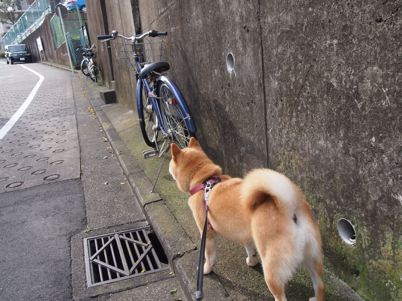 斯图加特新赛季稳步提升实力可期，斯图加特怎么样