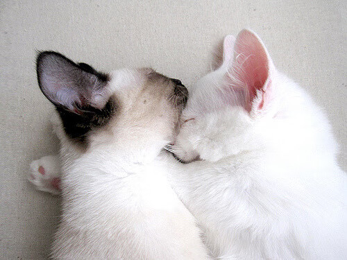 乐鱼vip-青训球员选拔常态化机制尚未建立，青训球员定义