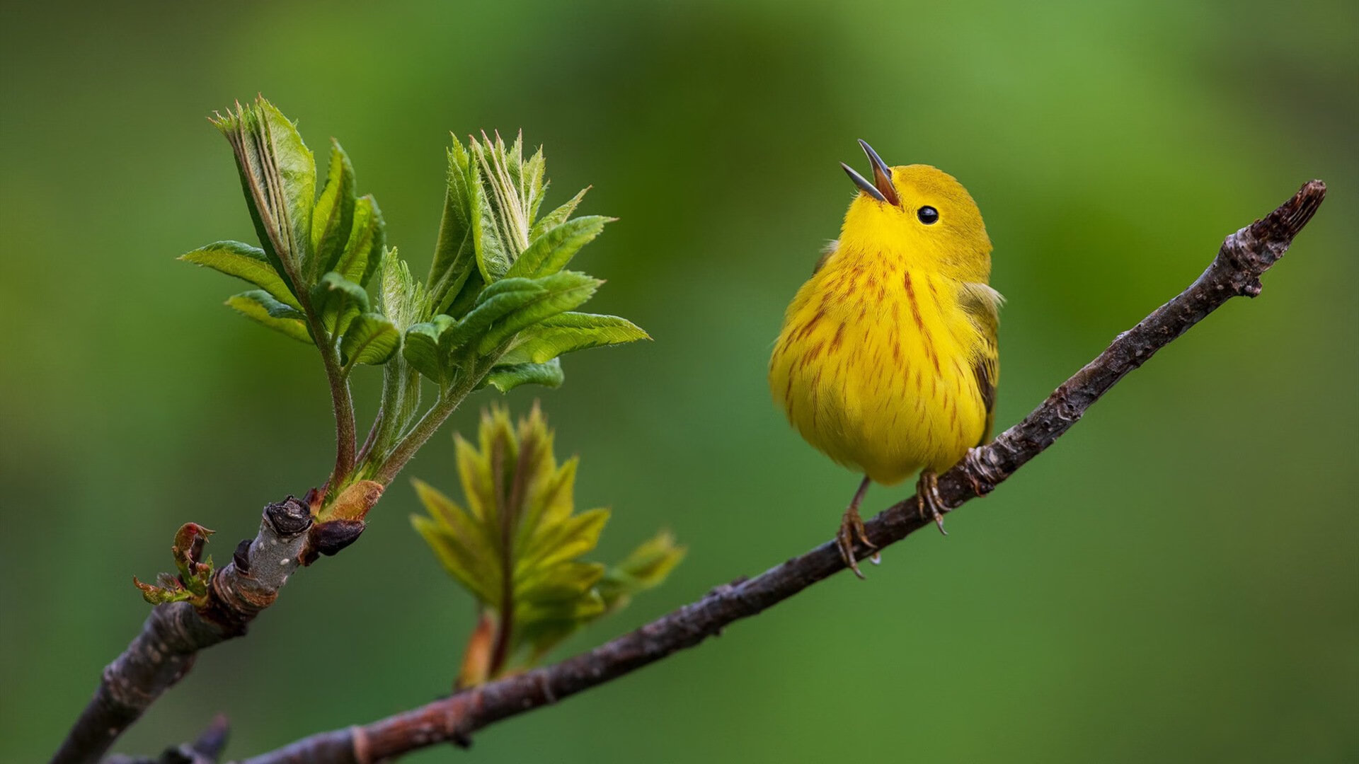 Leyu Sport下载-2026世界杯：智能场馆技术全面升级，提升观众体验，2026年世界杯球场