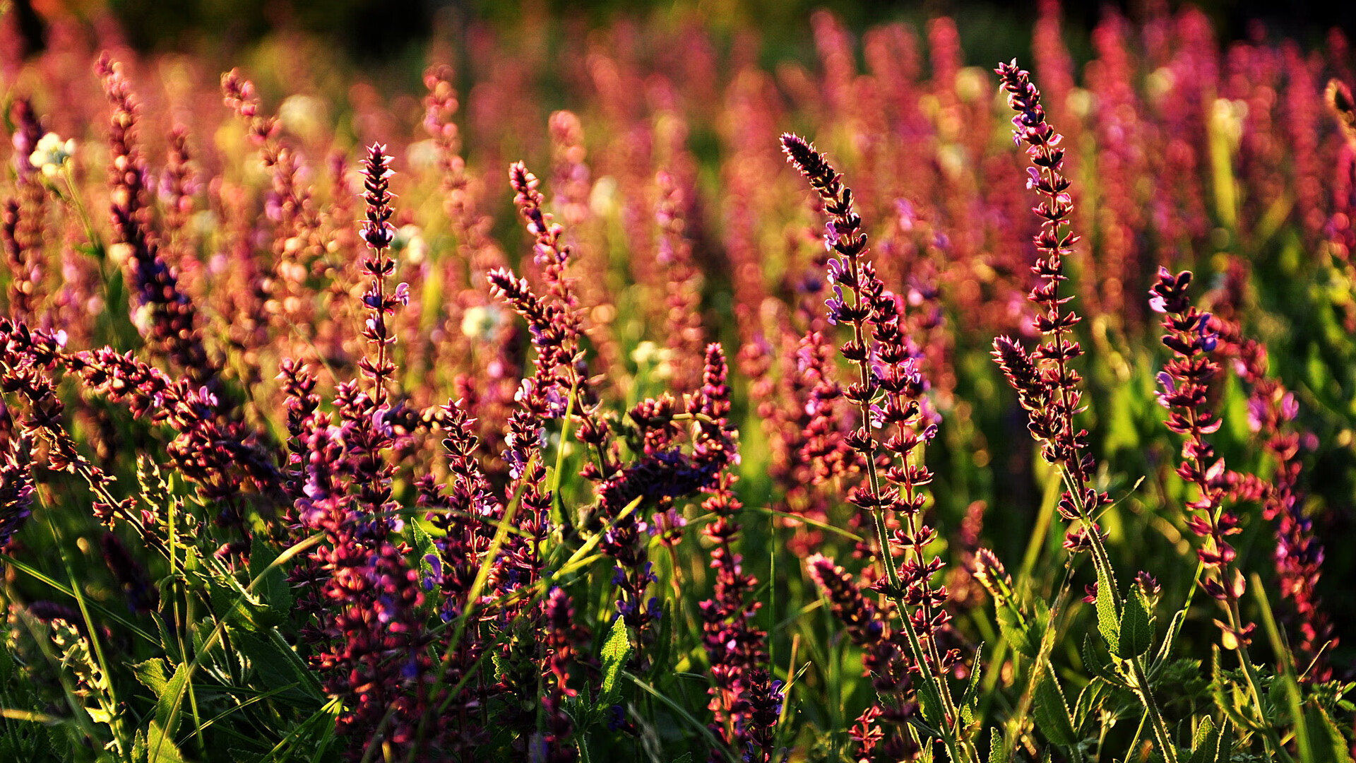 中国男子4×200米自由泳接力刷新个人最佳，女子4×200米自由泳接力中国队夺冠 视频详解全过程