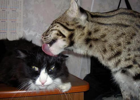 乐鱼vip-中国跆拳道选手实现大满贯，2021跆拳道大满贯道馆赛