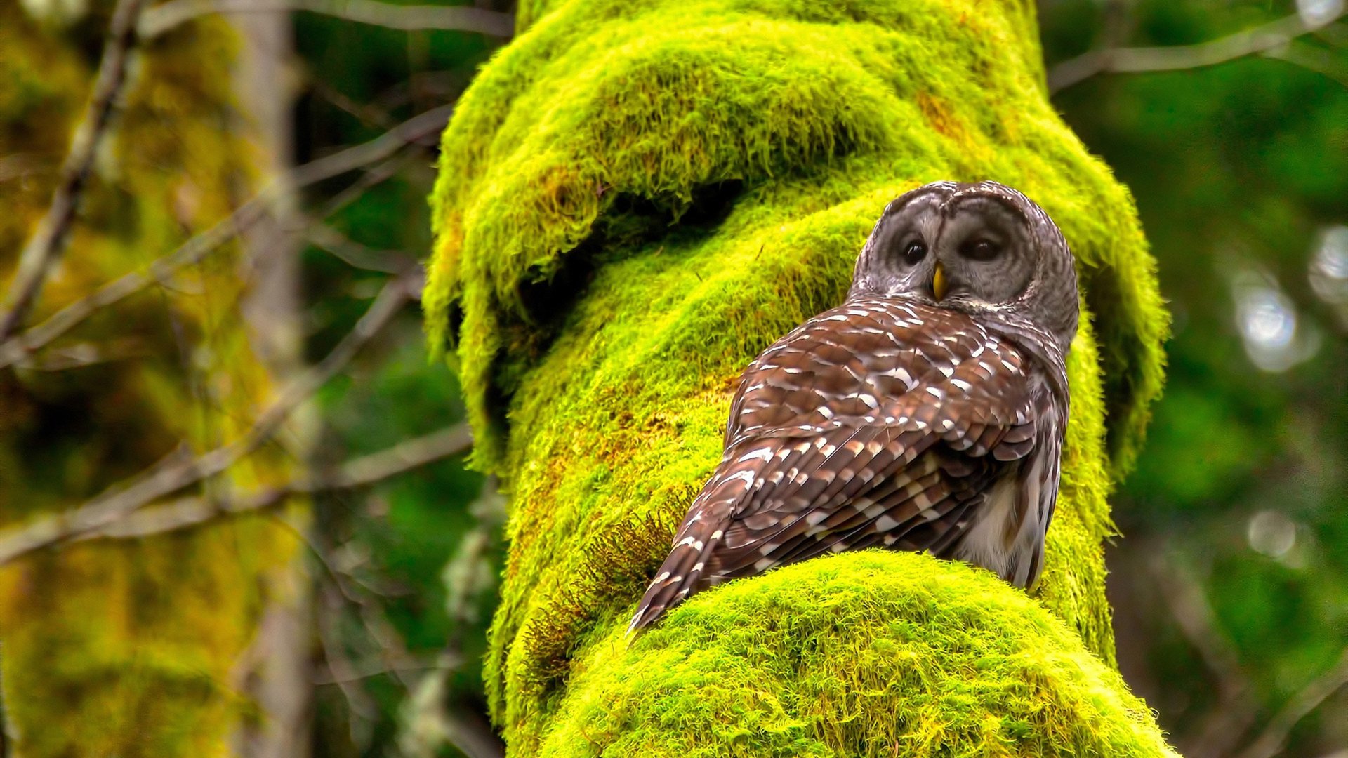 乔治·巴尔：全黑队防线的重要一员，稳定发挥是球队获胜的关键