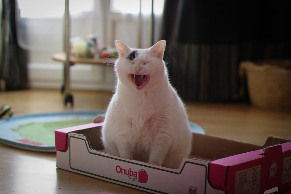 乐鱼（LEYU）体育-戴维·帕特森为袋鼠队注入战术活力，成功打破对方防线，佩特·戴维森