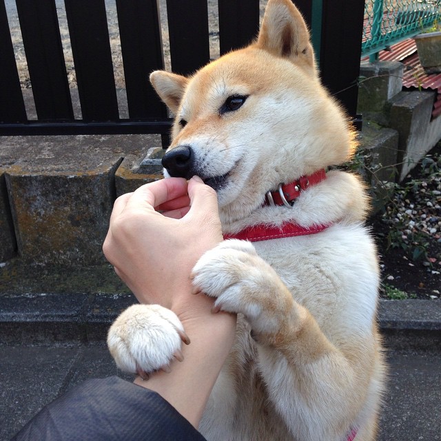 乐鱼（中国）体育官方网站-杰克·阿莱克西稳扎稳打掌控比赛节奏，杰克 莱西