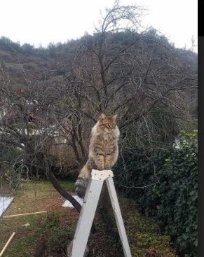 Leyu Sport下载-法甲比赛的高清转播体系，法甲比赛的高清转播体系是什么