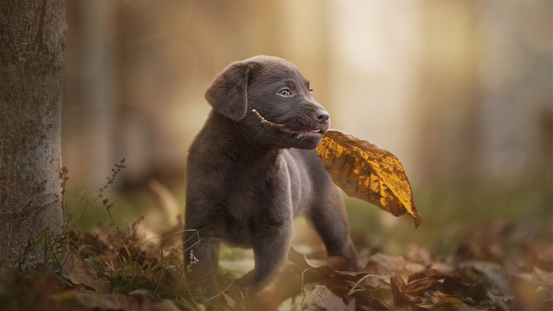 LeyuSports-瑞·弗兰：在场上，他的跑位和防守意识为全黑队创造了无数机会