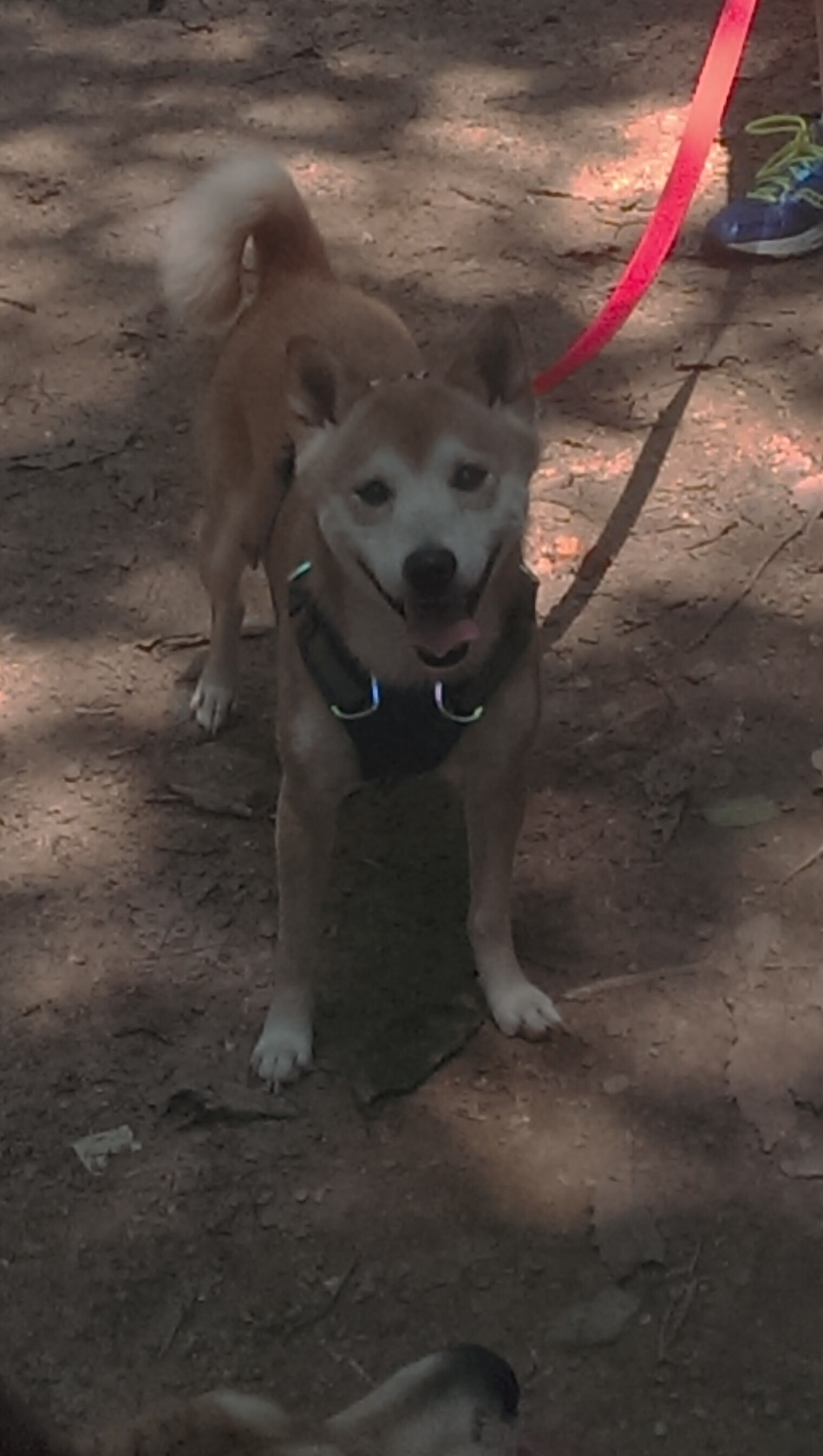 科斯冲线瞬间引爆全场欢呼，科斯又名科斯穆