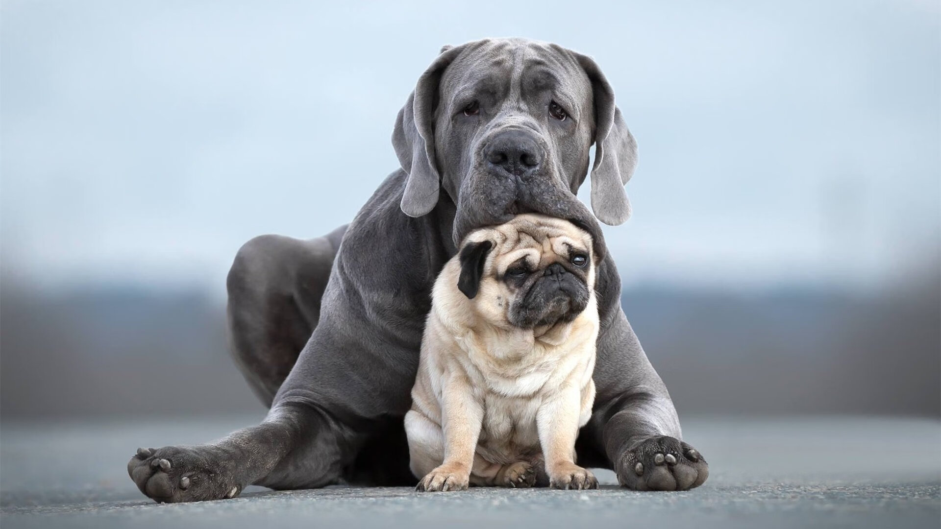 乐鱼（中国）体育官方网站-西甲联赛的全球影响力不断扩大，西甲联赛特性及大数据汇总
